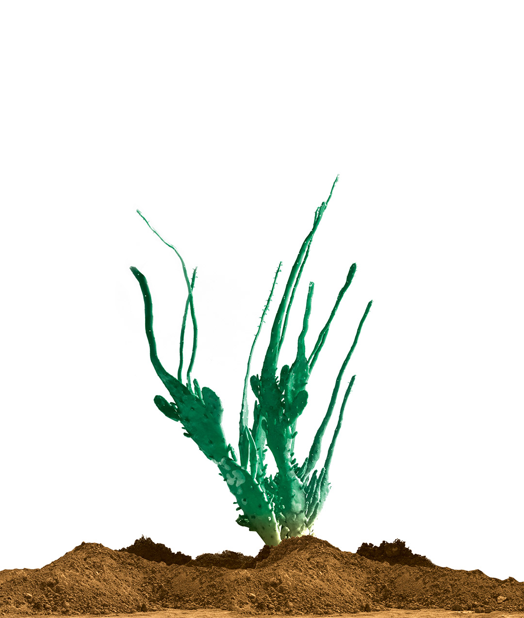 cactus portrait V low